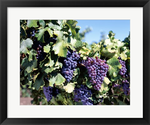 Framed Close-up of cabernet grapes, Nuriootpa, Barossa Valley, Adelaide, South Australia, Australia Print