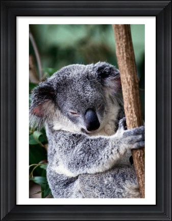Framed Koala Bear Australia Print