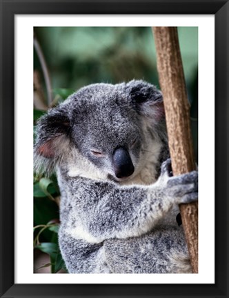 Framed Koala Bear Australia Print