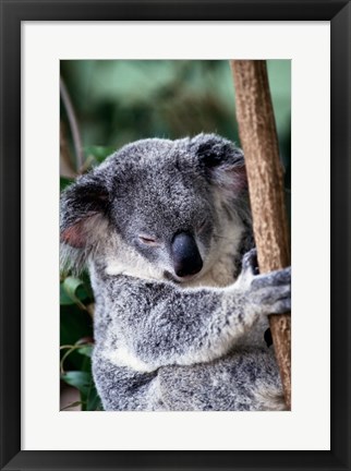 Framed Koala Bear Australia Print