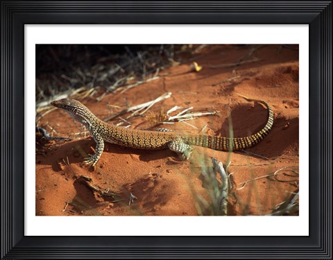 Framed High angle view of a goanna, Australia Print