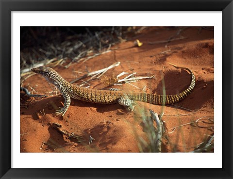 Framed High angle view of a goanna, Australia Print