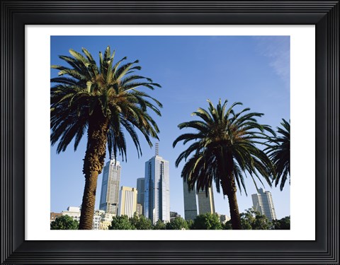 Framed Palm trees in a city, Melbourne, Australia Print
