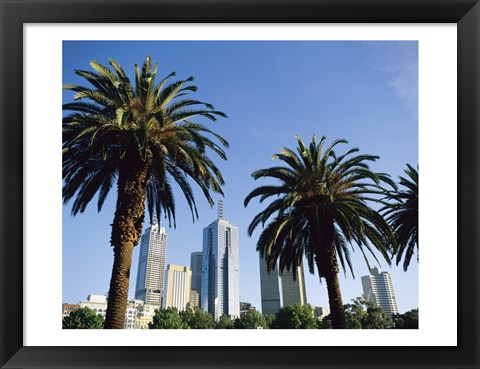 Framed Palm trees in a city, Melbourne, Australia Print