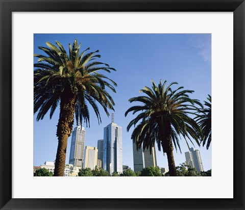 Framed Palm trees in a city, Melbourne, Australia Print