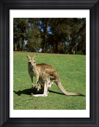 Framed Kangaroo carrying its young in its pouch, Australia Print