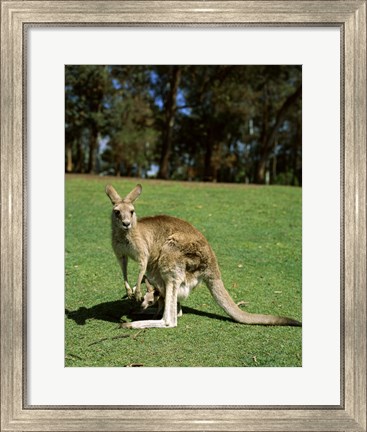 Framed Kangaroo carrying its young in its pouch, Australia Print