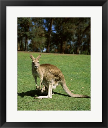 Framed Kangaroo carrying its young in its pouch, Australia Print