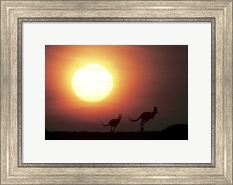 Framed Kangaroos Australia Print