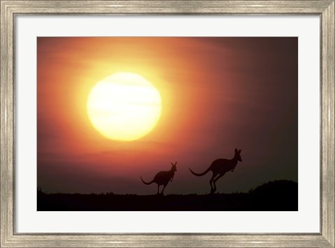Framed Kangaroos Australia Print