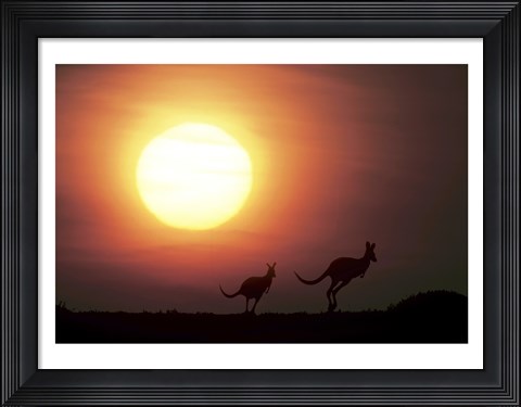 Framed Kangaroos Australia Print