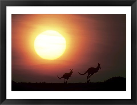 Framed Kangaroos Australia Print