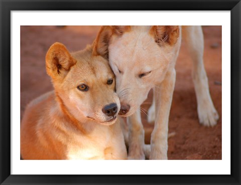 Framed Close-up of two dingoes, Australia Print