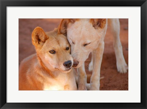 Framed Close-up of two dingoes, Australia Print