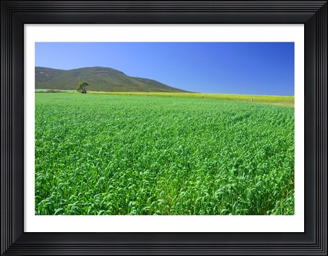 Framed Panoramic view of a wheat field, Eyre Peninsula, Australia Print