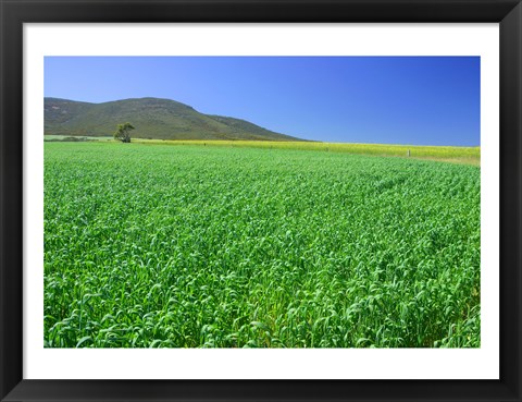 Framed Panoramic view of a wheat field, Eyre Peninsula, Australia Print