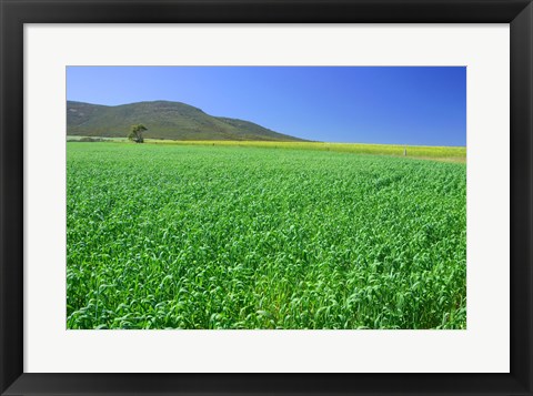 Framed Panoramic view of a wheat field, Eyre Peninsula, Australia Print