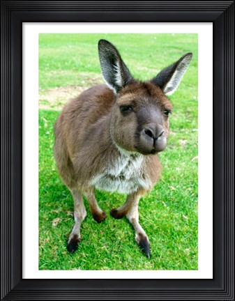 Framed Portrait of a kangaroo, Australia Print