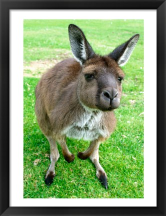Framed Portrait of a kangaroo, Australia Print