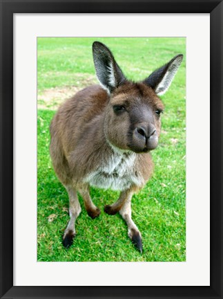 Framed Portrait of a kangaroo, Australia Print