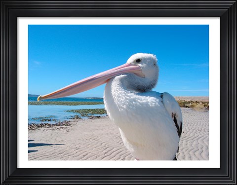 Framed Close-up of a pelican, Eyre Peninsula, Australia Print