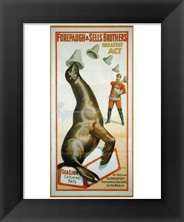 Framed Sea Lion Catching Hats Print