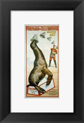 Framed Sea Lion Catching Hats Print