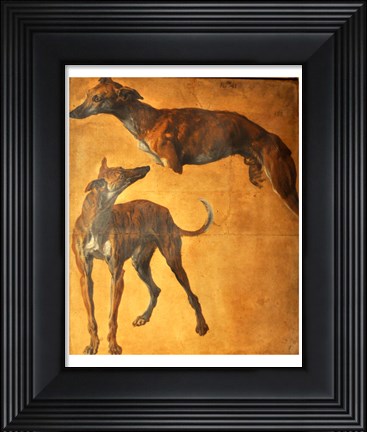 Framed Study of Greyhounds Print