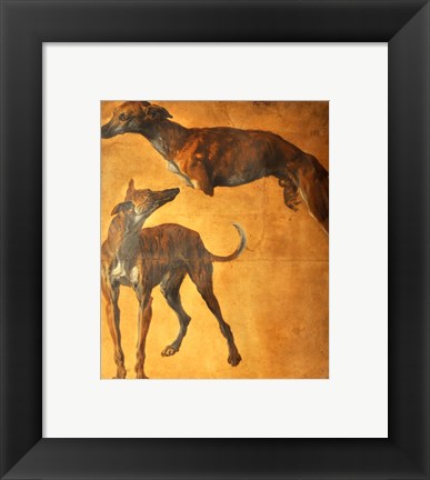 Framed Study of Greyhounds Print