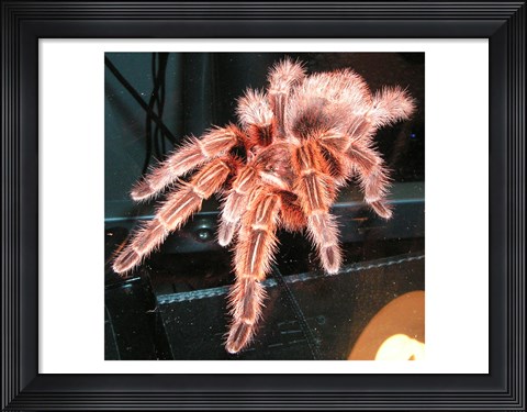 Framed Chilian Fire Hair Tarantula Print