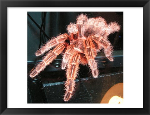 Framed Chilian Fire Hair Tarantula Print