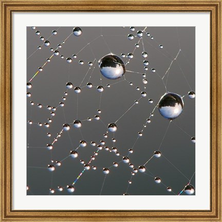 Framed Dew on Spider Web Print