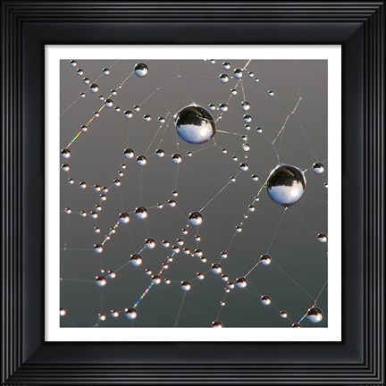 Framed Dew on Spider Web Print