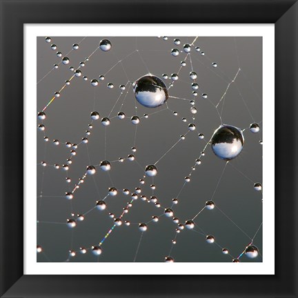 Framed Dew on Spider Web Print