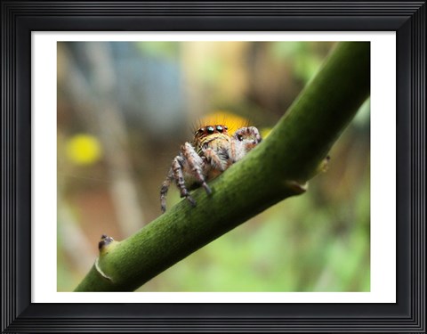 Framed Small Spider Print