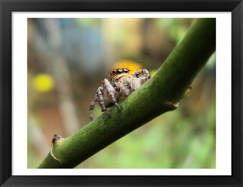 Framed Small Spider Print