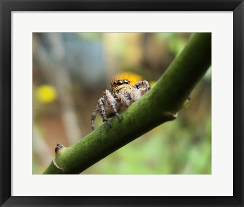 Framed Small Spider Print