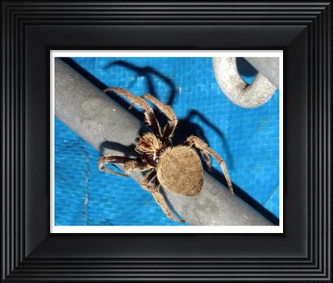 Framed Spider, Garden Orb Weaver Print