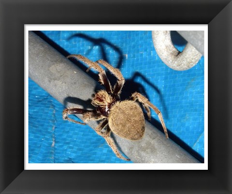 Framed Spider, Garden Orb Weaver Print