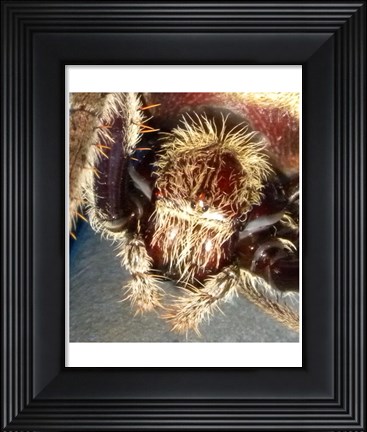 Framed Spider Close Up Print