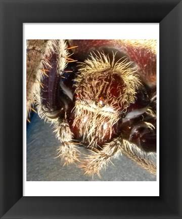 Framed Spider Close Up Print