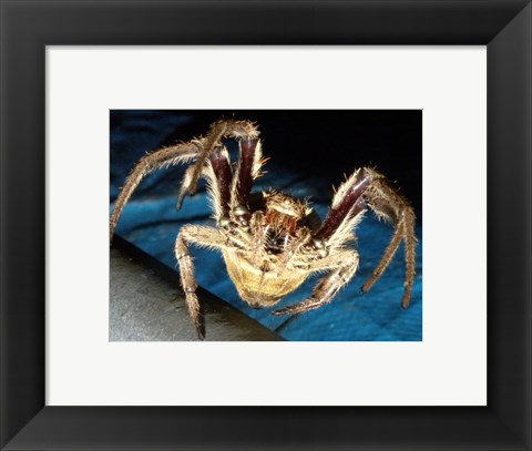 Framed Spider, Garden Orb Print