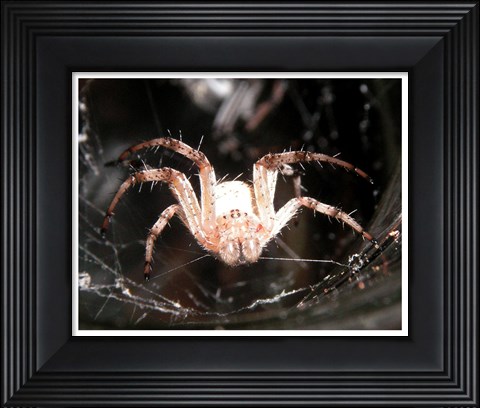 Framed Spider In Web Print