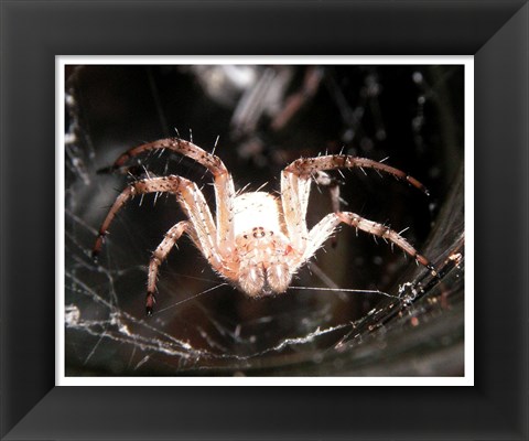 Framed Spider In Web Print