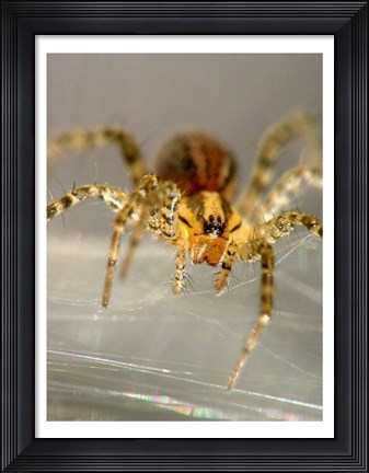 Framed Spider Spinning Web Print