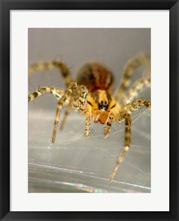 Framed Spider Spinning Web Print