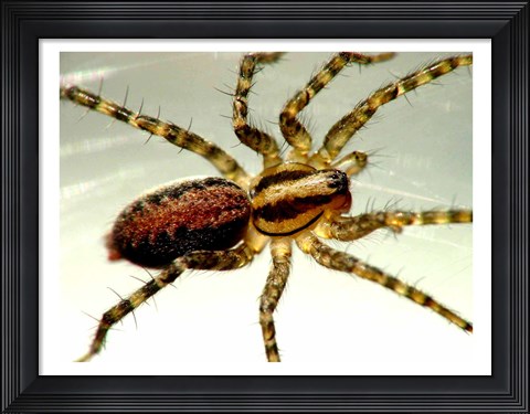 Framed Spider Close Up Print
