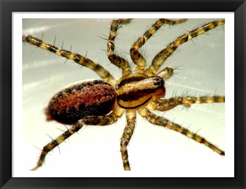 Framed Spider Close Up Print