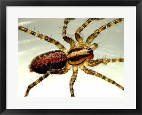 Framed Spider Close Up Print