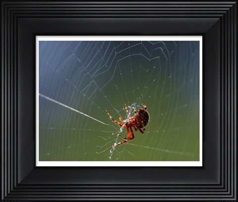 Framed Spider Spinning Its Web Print
